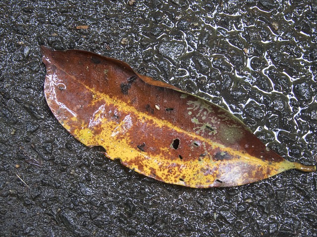 Free Leaf Rain photo and picture
