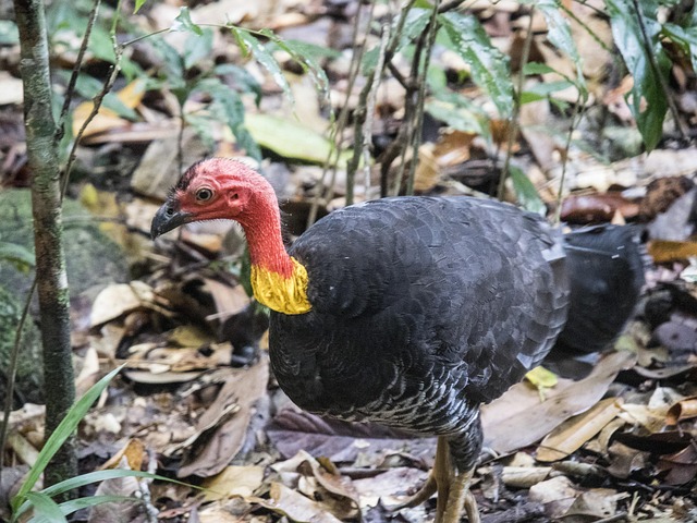 Free Turkey Wild photo and picture