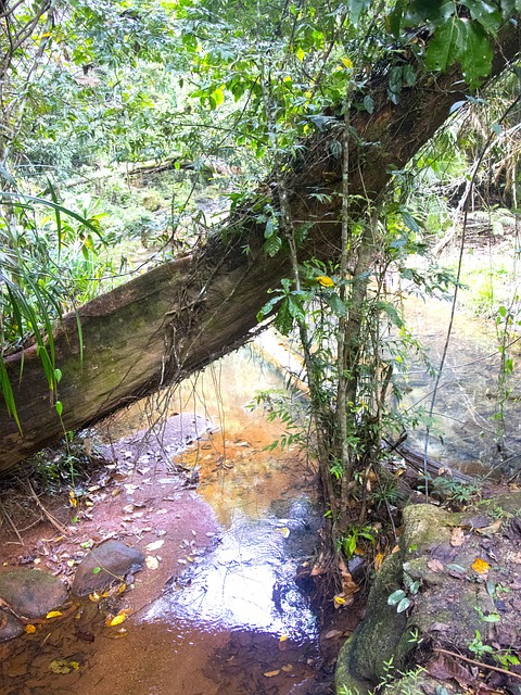 Free Tree Green photo and picture