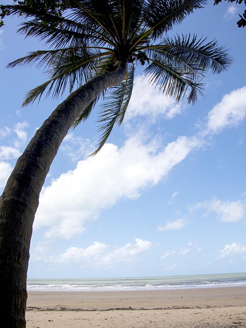 Free Palm Tree Tropical photo and picture