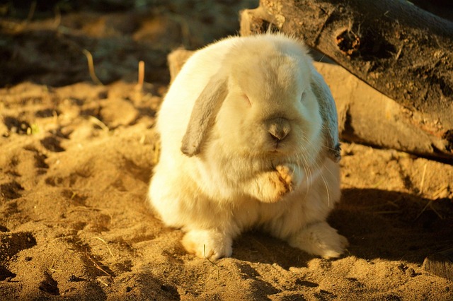 Free Cute Rabbit photo and picture