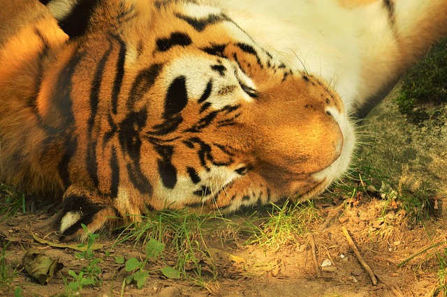 Free Tiger Zoo photo and picture