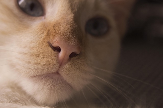 Free Adorable Animal photo and picture