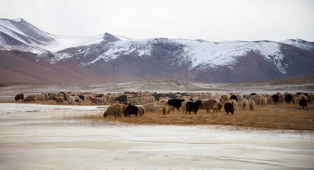 Ladakh, Příroda, Himálaj, Ne, Hory
