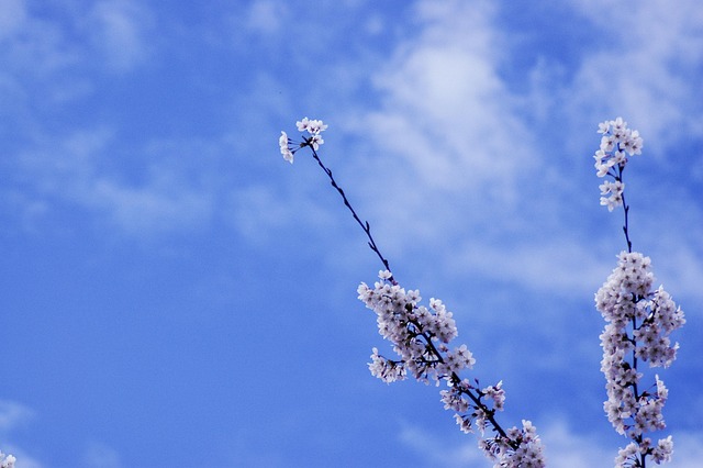Free Cherry Blossom Flower photo and picture