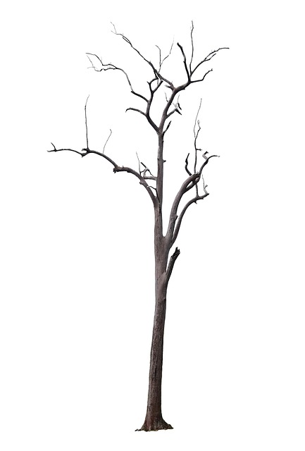 Free Tree Dead photo and picture
