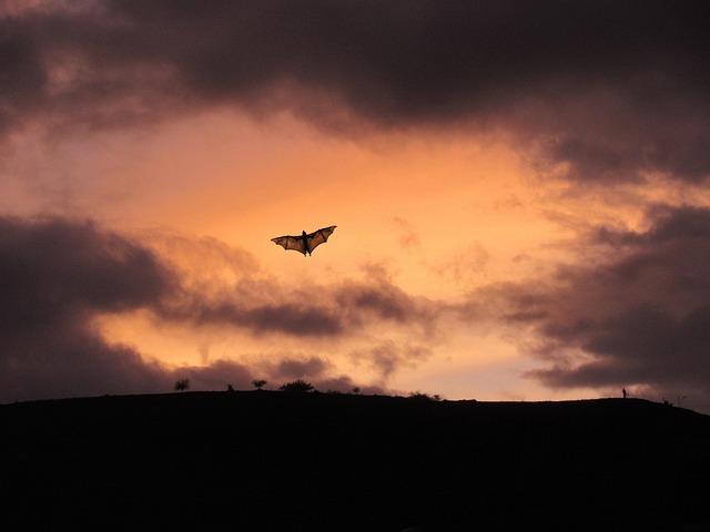 Free Bat Evening photo and picture