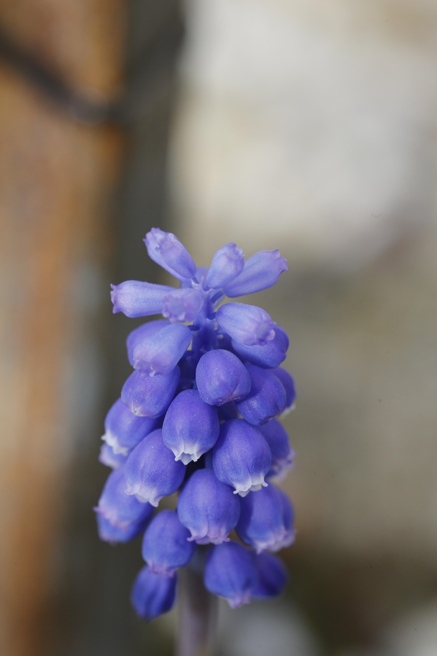 Spring Bourgeon Le Printemps Bourgeon Sprout - Photo gratuite sur Pixabay - Pixabay