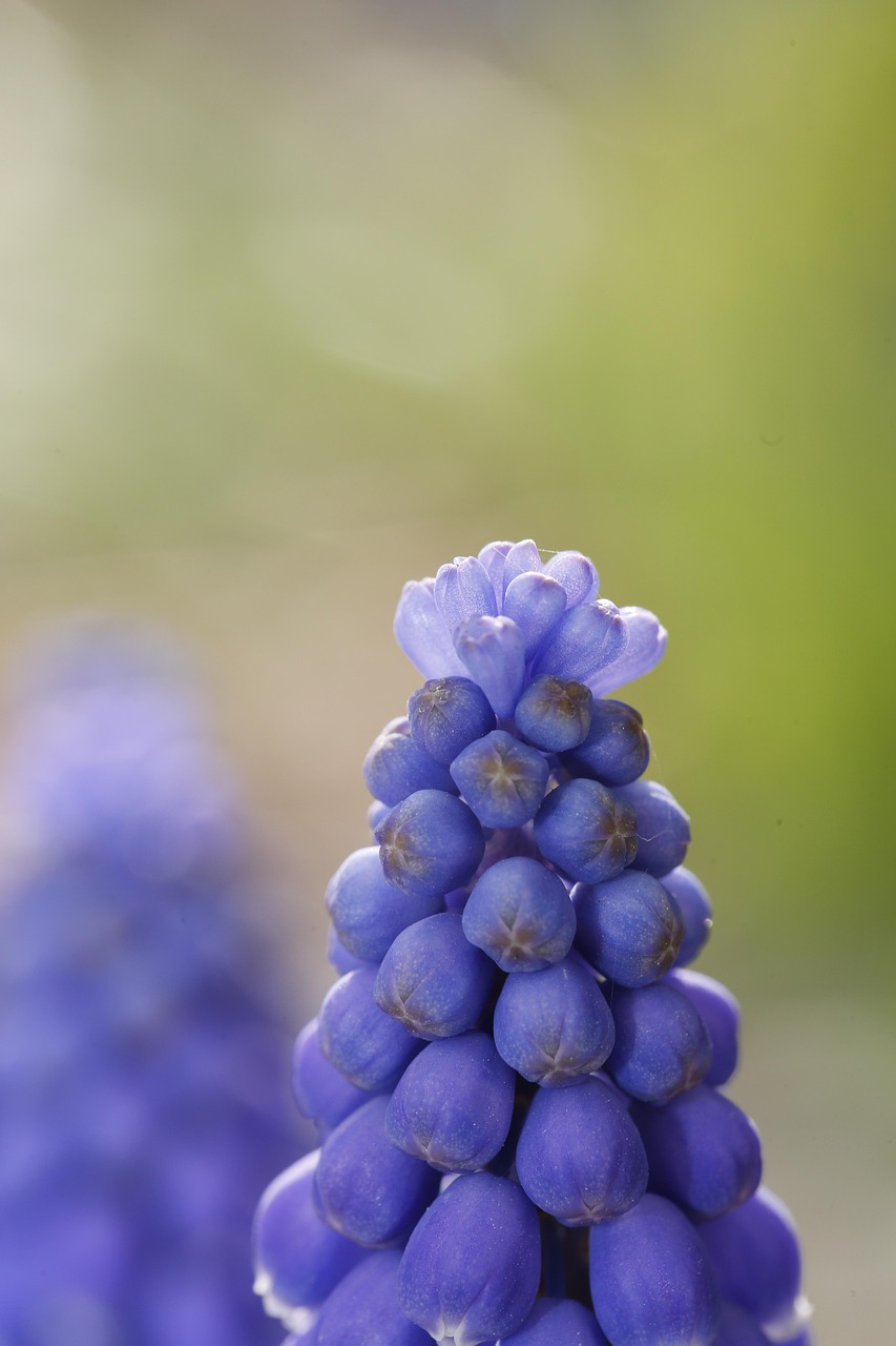 Spring Bourgeon Le Printemps Bourgeon Sprout - Photo gratuite sur Pixabay - Pixabay
