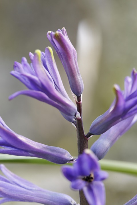 Spring Bourgeon Le Printemps Bourgeon Sprout - Photo gratuite sur Pixabay