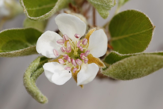 Spring Bourgeon Le Printemps Bourgeon Sprout - Photo gratuite sur Pixabay - Pixabay