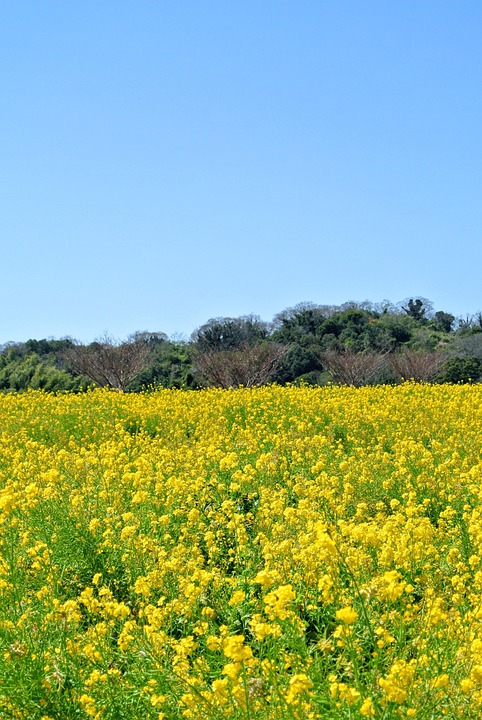 garden-5001405_960_720.jpg