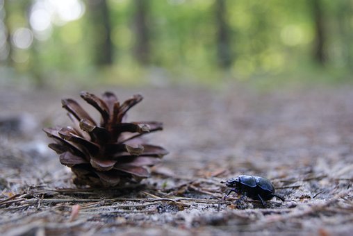 Free Forest Beetle photo and picture