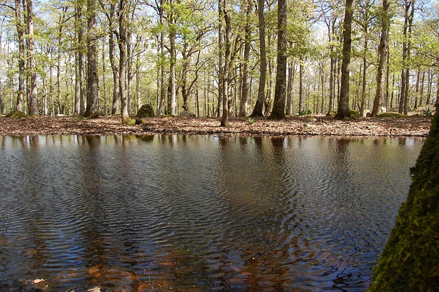 Free Lac Forest photo and picture