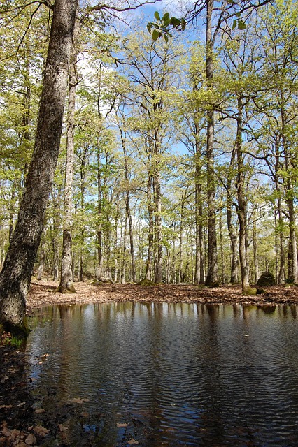 Free Lac Forest photo and picture