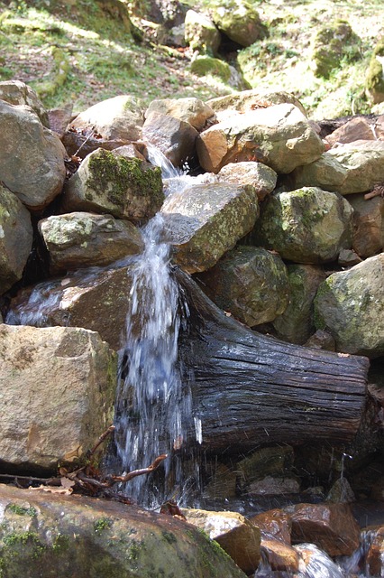 Free Water Forest photo and picture