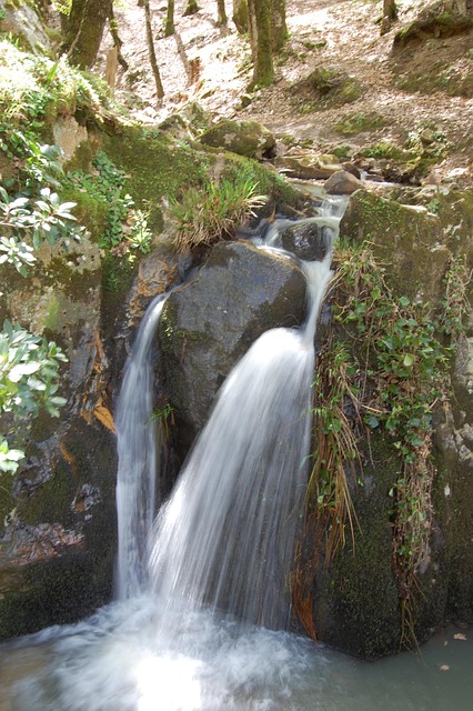 Free Waterfall Forest photo and picture