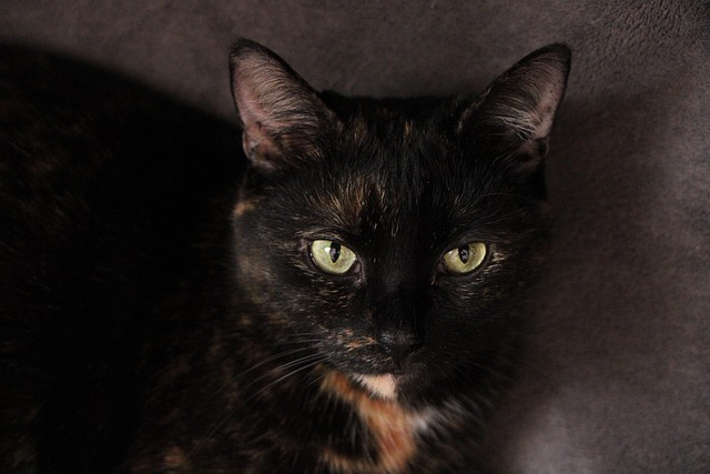 Gato, Negro, Gatito, Mascota, Animal