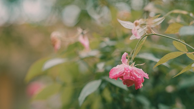 Rosen, Regen, Grün, Rose, Rainning
