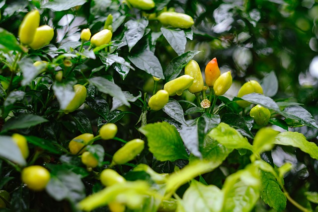 Grün, Regen, Chili, Frisch, Vitamin