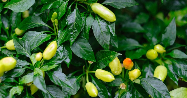 Grün, Regen, Chili, Frisch, Vitamin