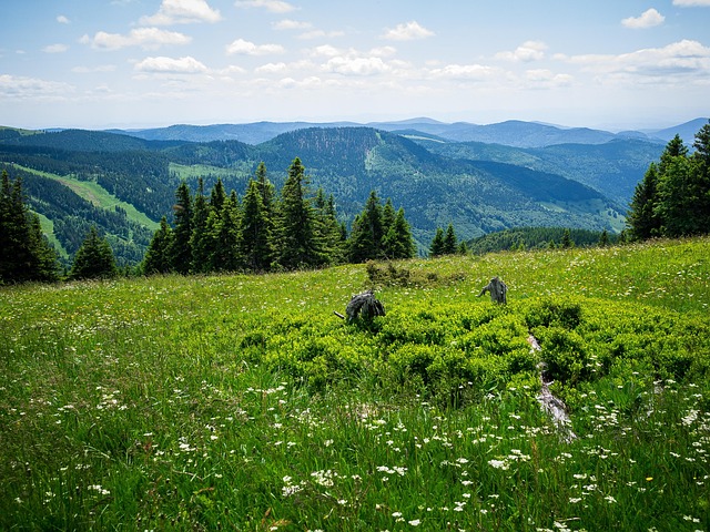 Free Mountain Alpine Meadow photo and picture