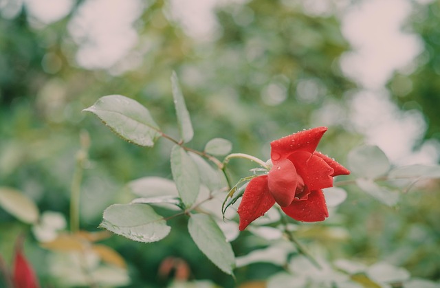 Rosen, Regen, Rose, Grün, Schöne Blumen