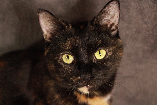 Gato, Linda, Mascota, Naturaleza, Kitty