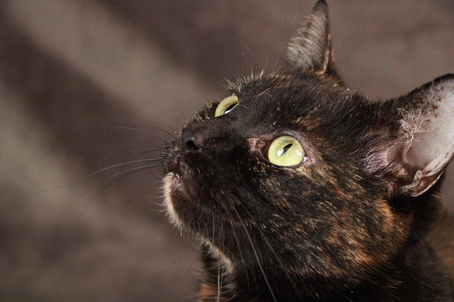 Linda, Gato, Naturaleza, Kitty, Juguetón