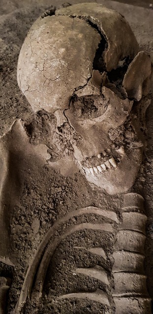 Free Archaeology Skull photo and picture
