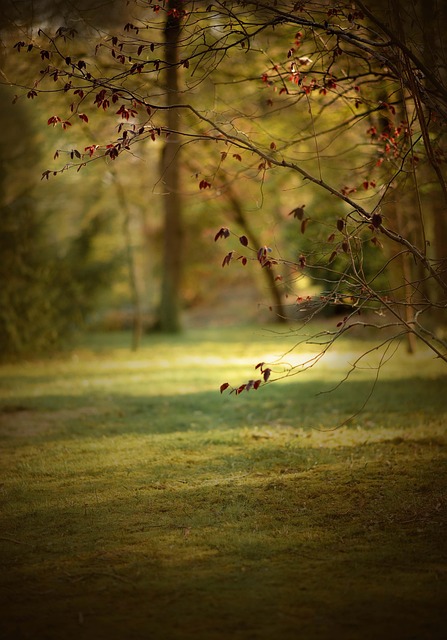 Free Spring Sun photo and picture