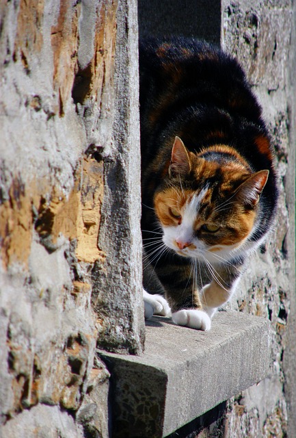 Free Cat Domestic Cat photo and picture