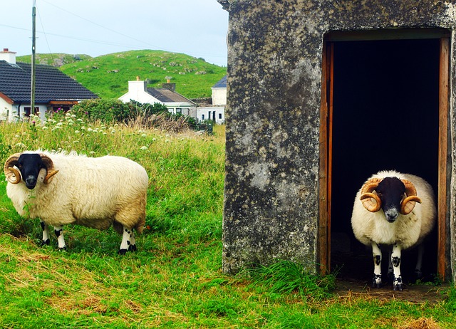 Free Sheep Aries photo and picture