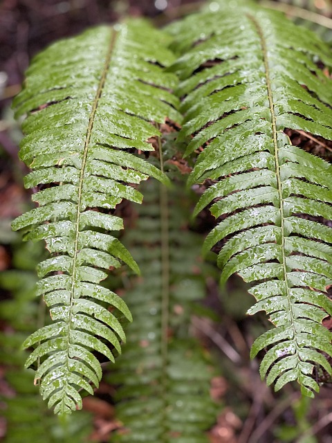 Free Fern Sword Fern photo and picture