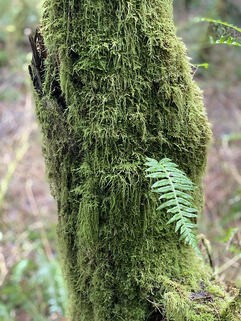 Free Fern Moss photo and picture