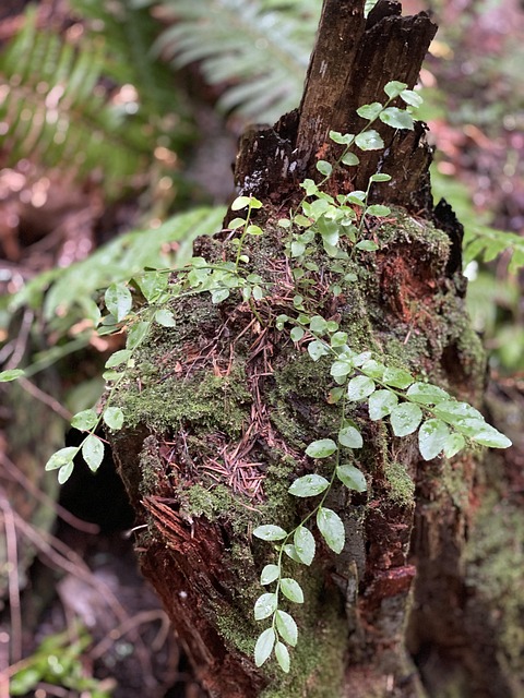 Free Nursery Tree Plant photo and picture