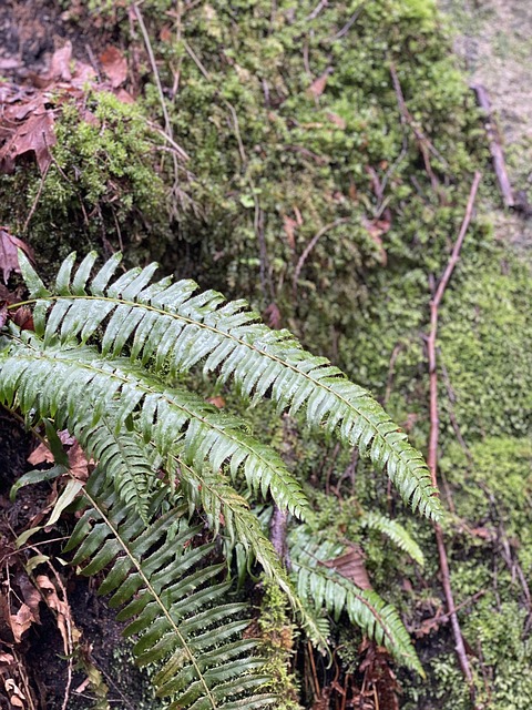 Free Fern Moss photo and picture