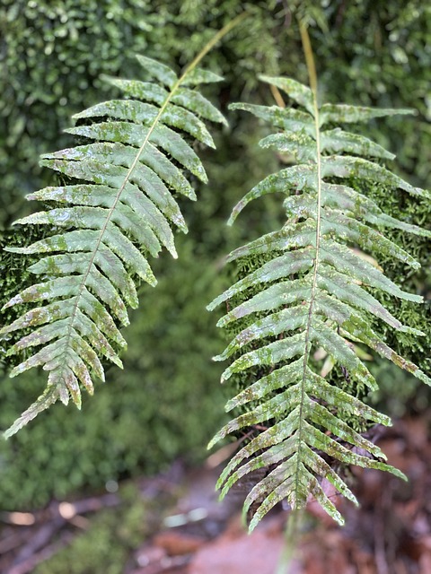 Free Fern Moss photo and picture