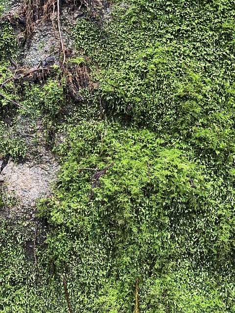 Free Moss Green photo and picture