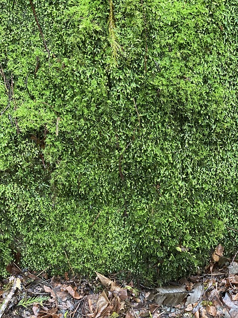 Free Moss Green photo and picture