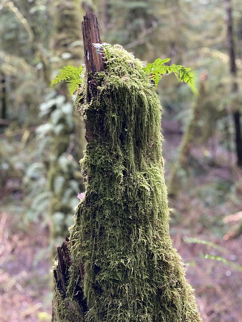 Free Stump Moss photo and picture