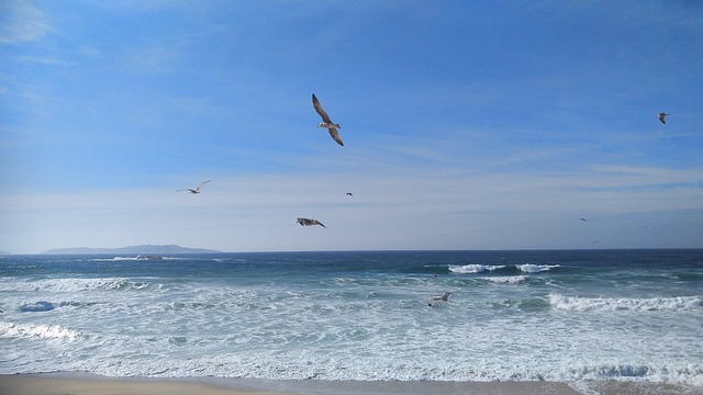 Free Sea Seagulls photo and picture