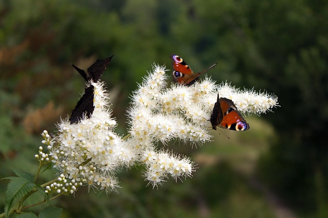 Vlinder, Mooie Bloemen