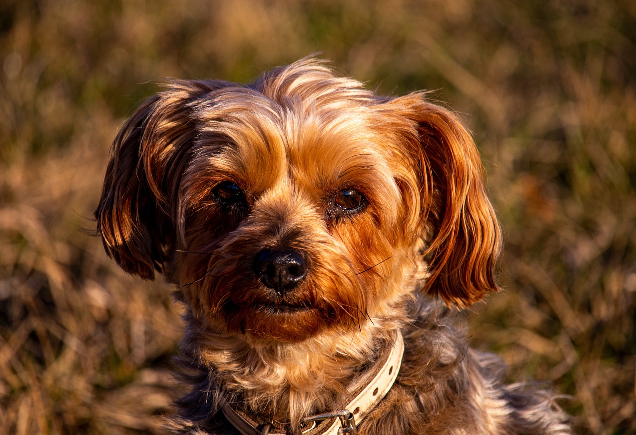 Pooch Dog Breed