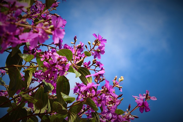 Free Flowers Flower photo and picture