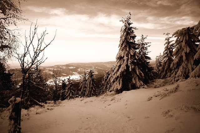 Free Winter Landscape photo and picture