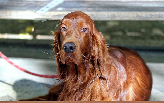 Free Dog Animal photo and picture