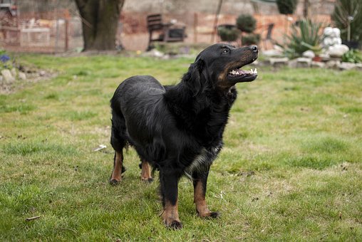 Hund, Groß, Smart, Tiere, Haustier, Tier