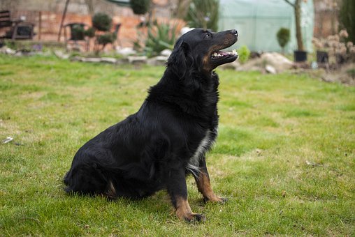 Hund, Groß, Smart, Natur, Tiere