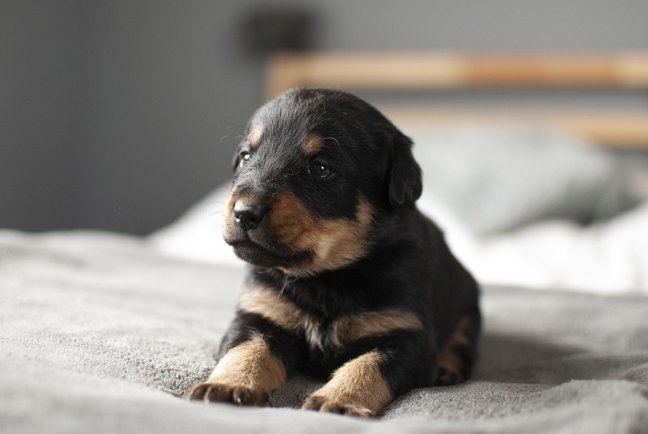 small sweet dogs